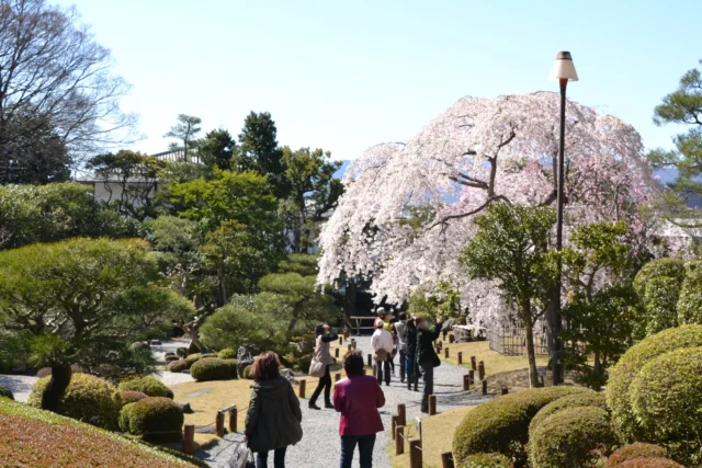 知恩院 友禅苑 春の桜