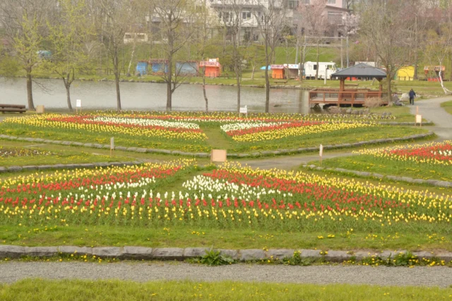 釧路市鶴ケ岱公園 チューリップ