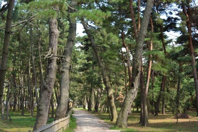 気比の松林