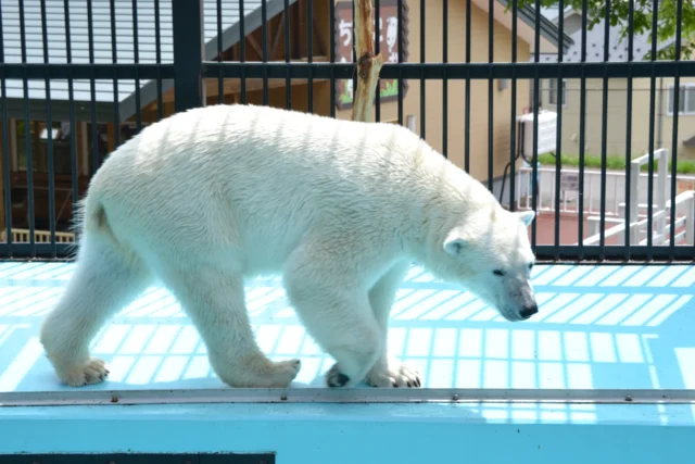 帯広動物園 ホッキョクグマ