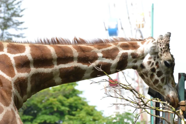 おびひろ動物園 キリン