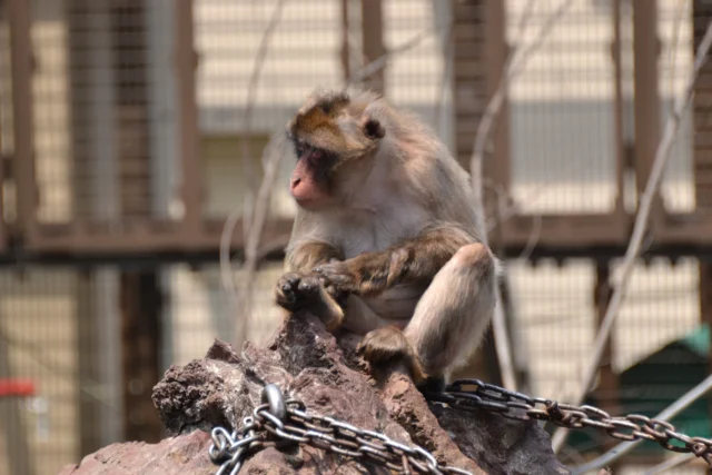 おびひろ動物園 ニホンザル