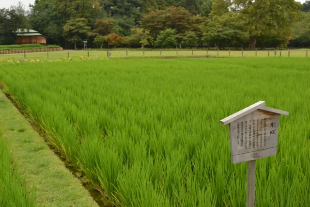 岡山後楽園の井田